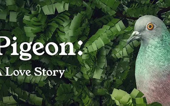 Pigeon: A Love Story Home